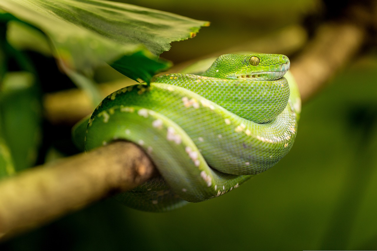 10 sposobów, aby chronić się przed ukąszeniami węży w dziczy